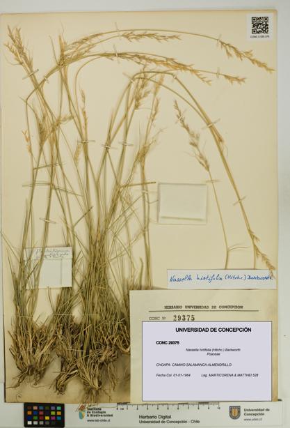 Nassella hirtifolia [Espécimen: UDEC:CONC:0029375]
