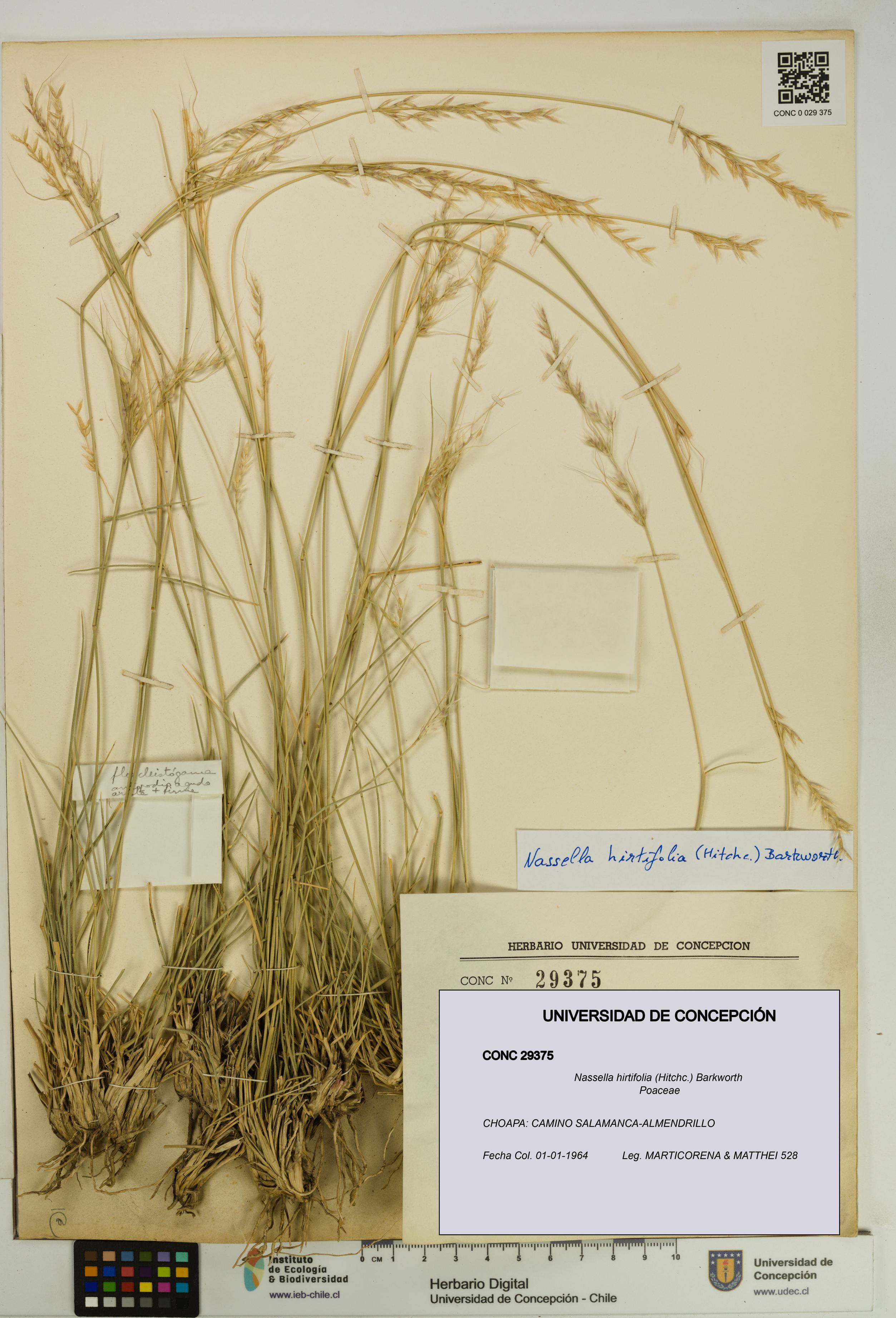 Nassella hirtifolia [Espécimen: UDEC:CONC:0029375]
