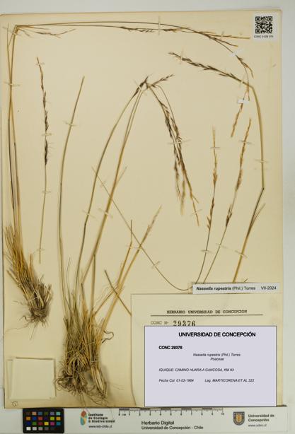 Nassella rupestris [Espécimen: UDEC:CONC:0029376]