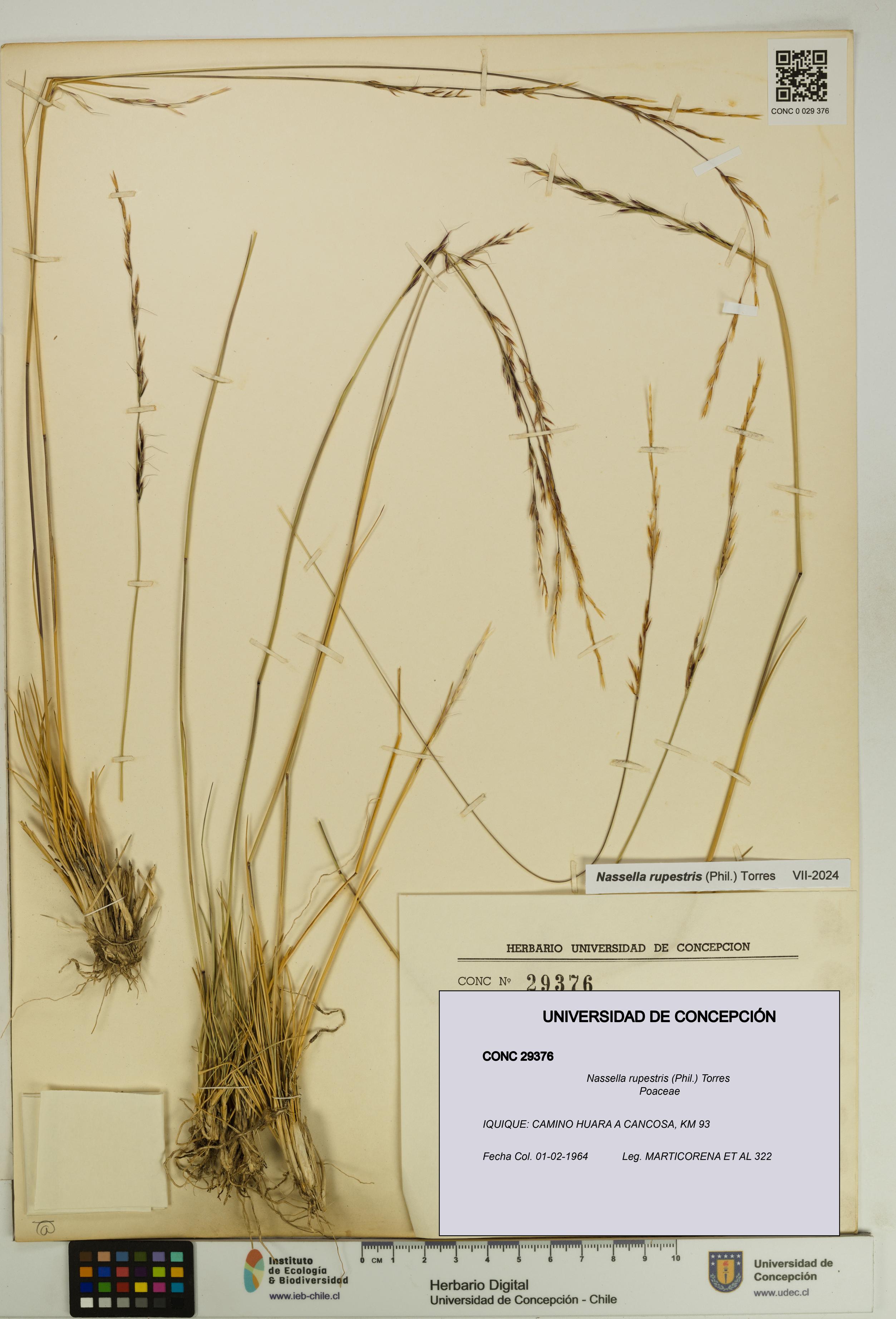 Nassella rupestris [Espécimen: UDEC:CONC:0029376]