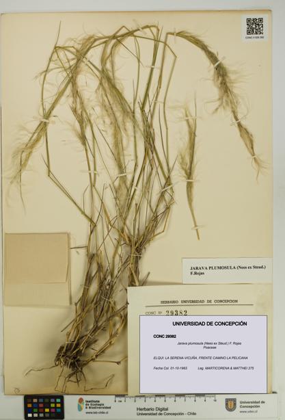 Jarava plumosula [Espécimen: UDEC:CONC:0029382]