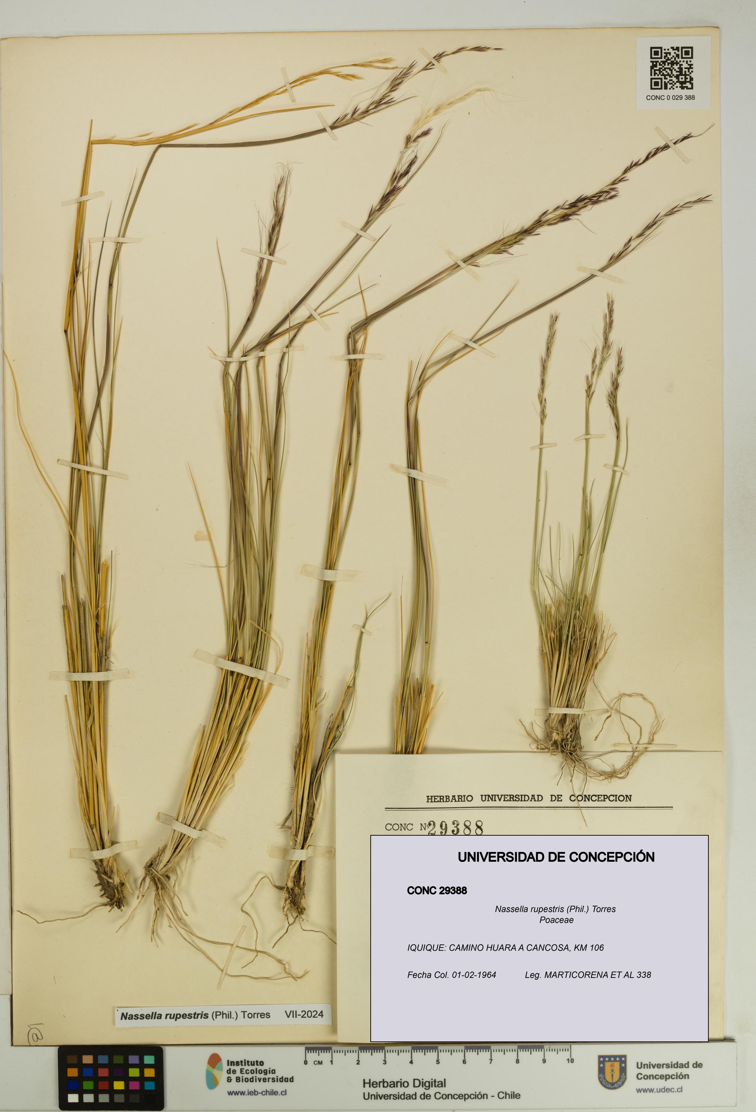 Nassella rupestris [Espécimen: UDEC:CONC:0029388]