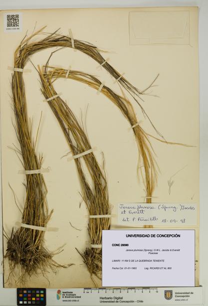 Jarava plumosa [Espécimen: UDEC:CONC:0029390]