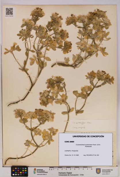 Cruckshanksia hymenodon [Espécimen: UDEC:CONC:0029393]