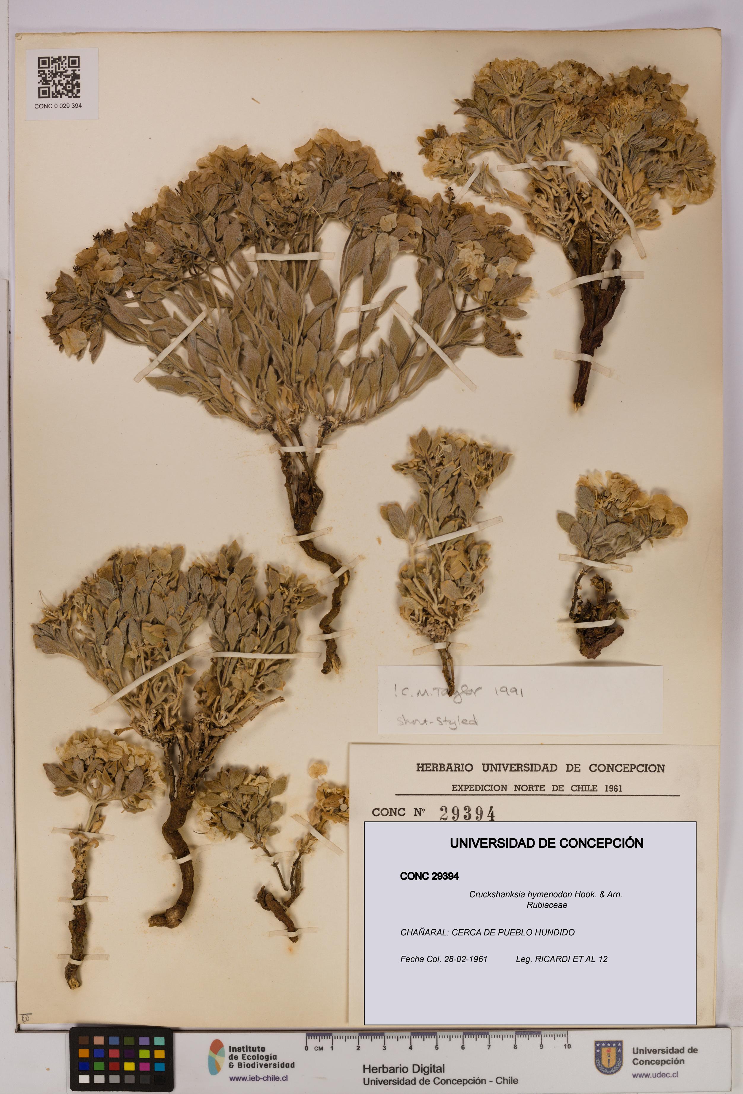 Cruckshanksia hymenodon [Espécimen: UDEC:CONC:0029394]