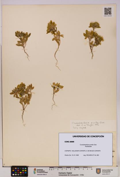 Cruckshanksia pumila [Espécimen: UDEC:CONC:0029395]