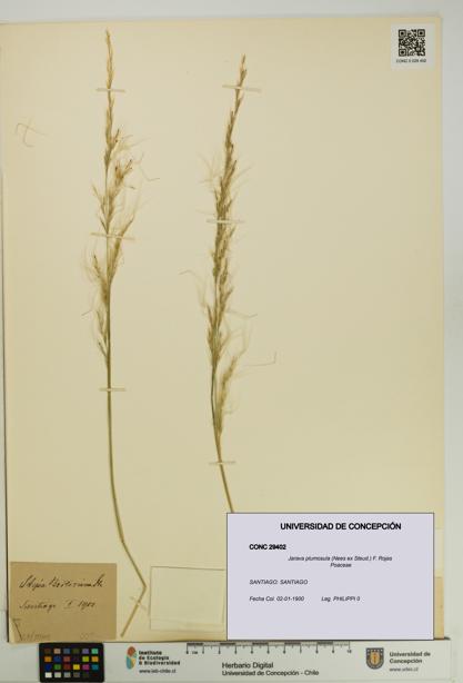Jarava plumosula [Espécimen: UDEC:CONC:0029402]