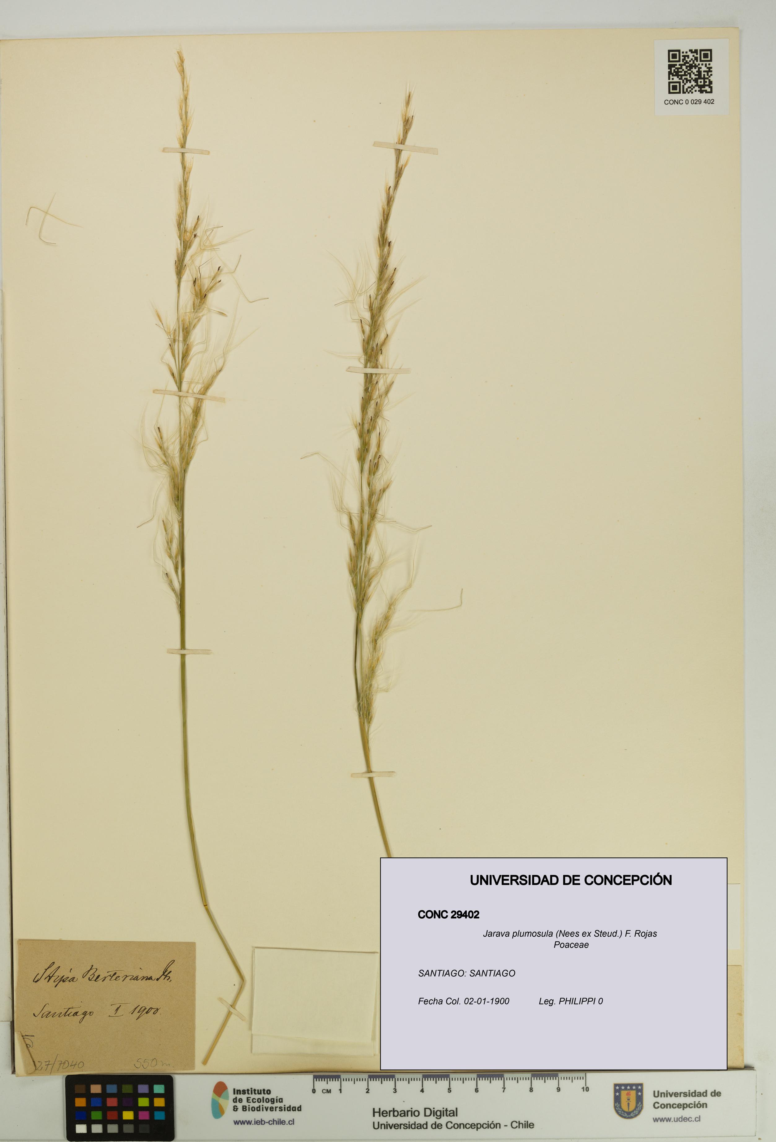 Jarava plumosula [Espécimen: UDEC:CONC:0029402]