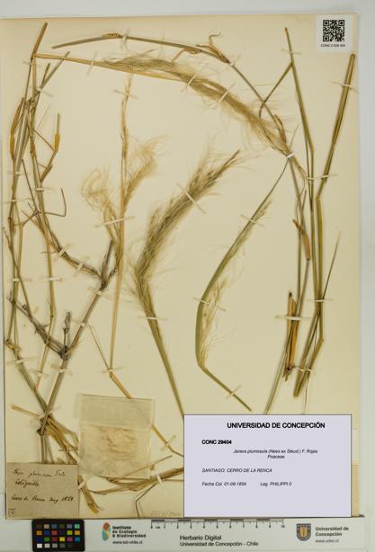 Jarava plumosula [Espécimen: UDEC:CONC:0029404]