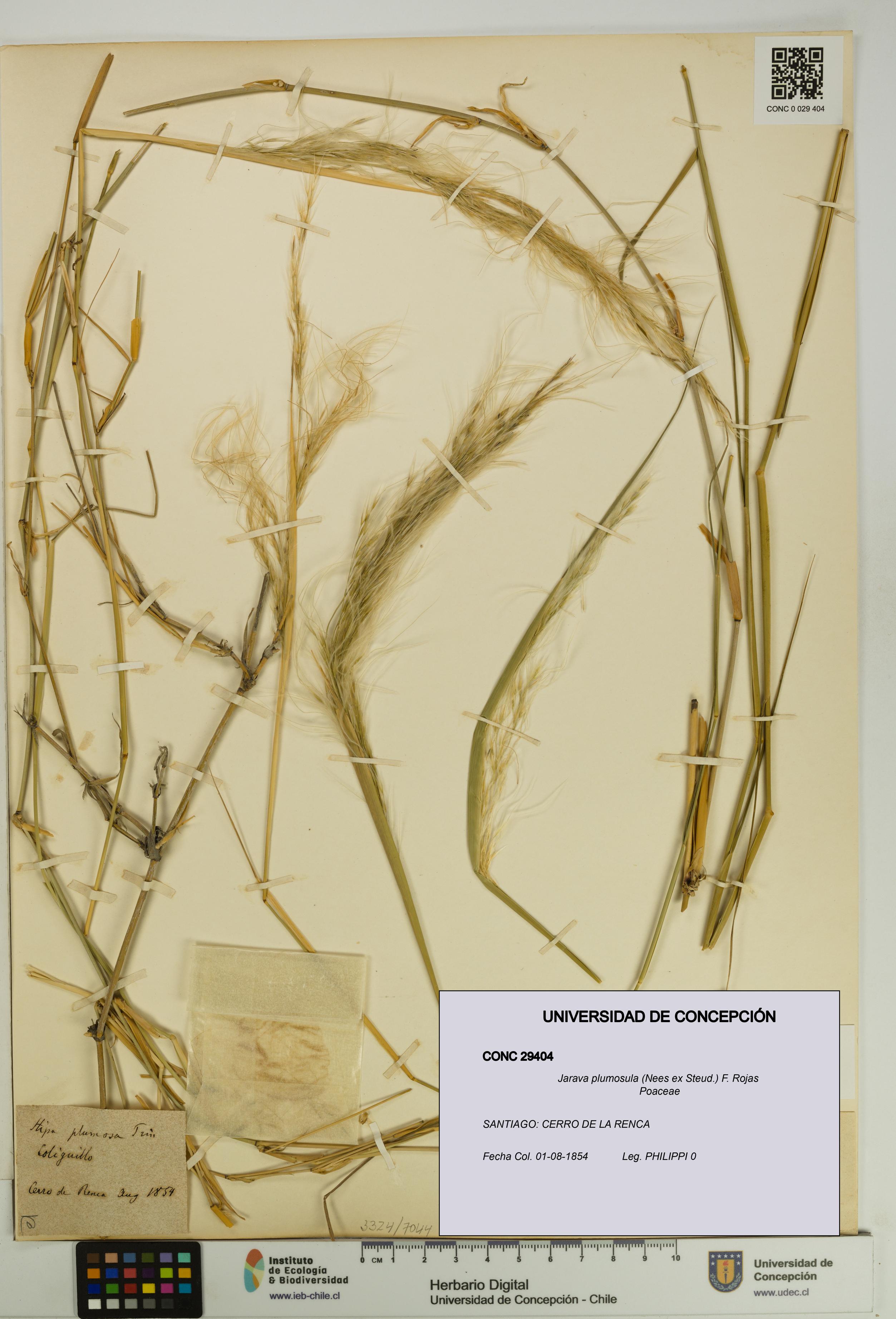 Jarava plumosula [Espécimen: UDEC:CONC:0029404]