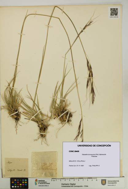 Nassella duriuscula [Espécimen: UDEC:CONC:0029405]