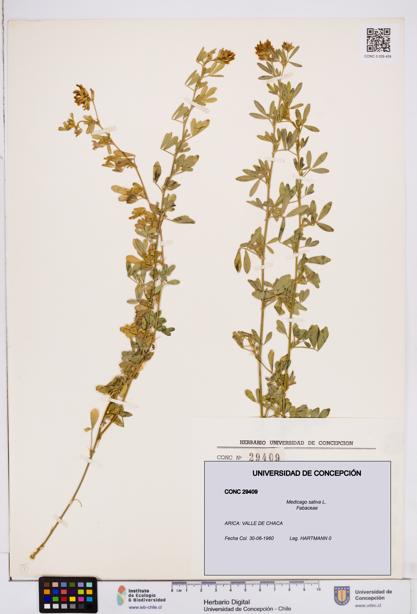 Medicago sativa [Espécimen: ]