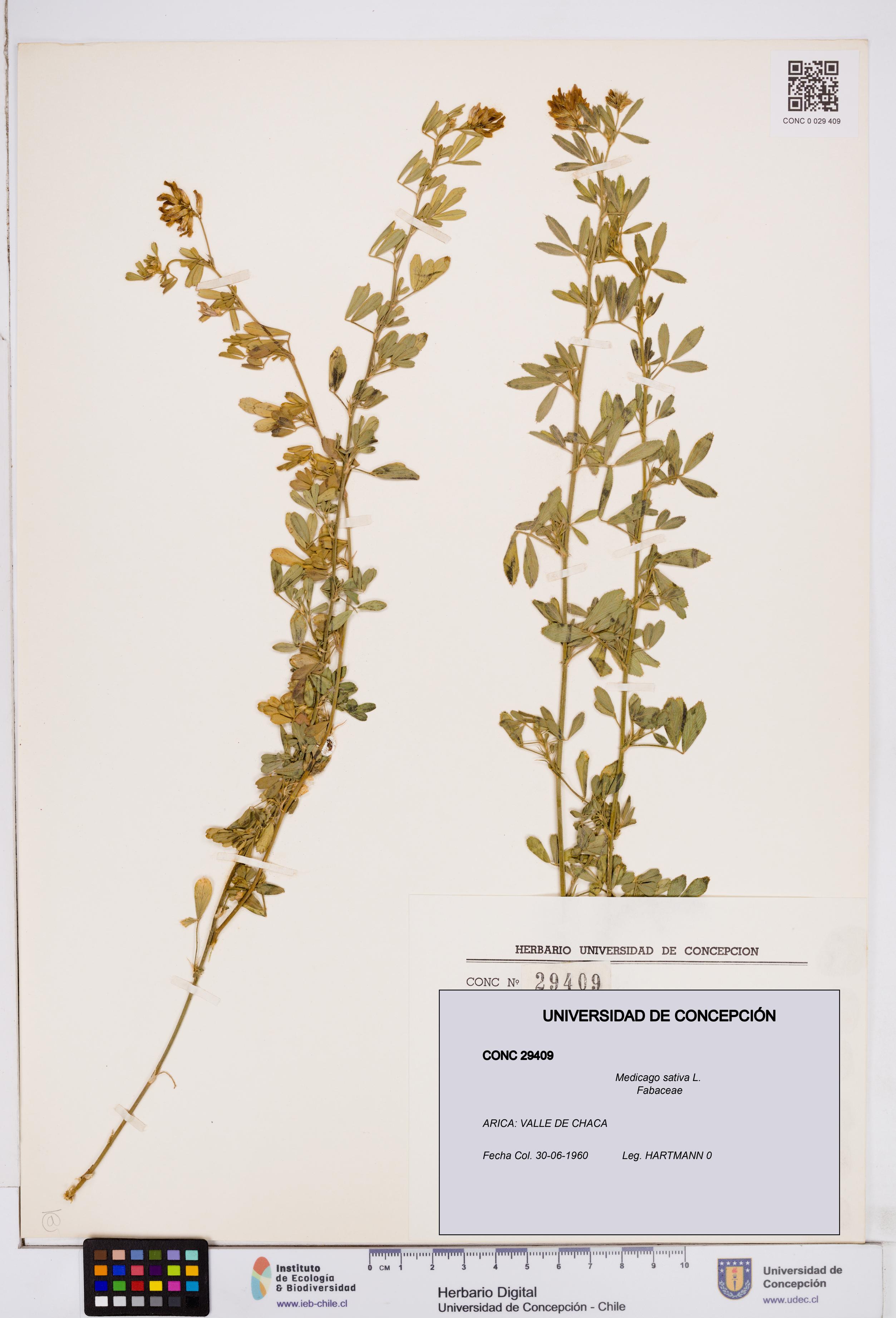 Medicago sativa [Espécimen: ]