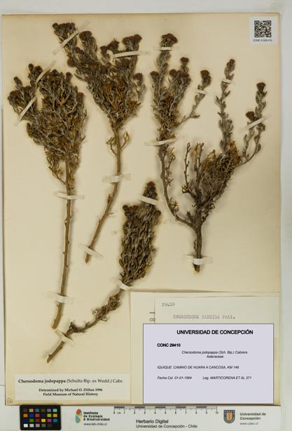 Chersodoma jodopappa [Espécimen: UDEC:CONC:0029410]