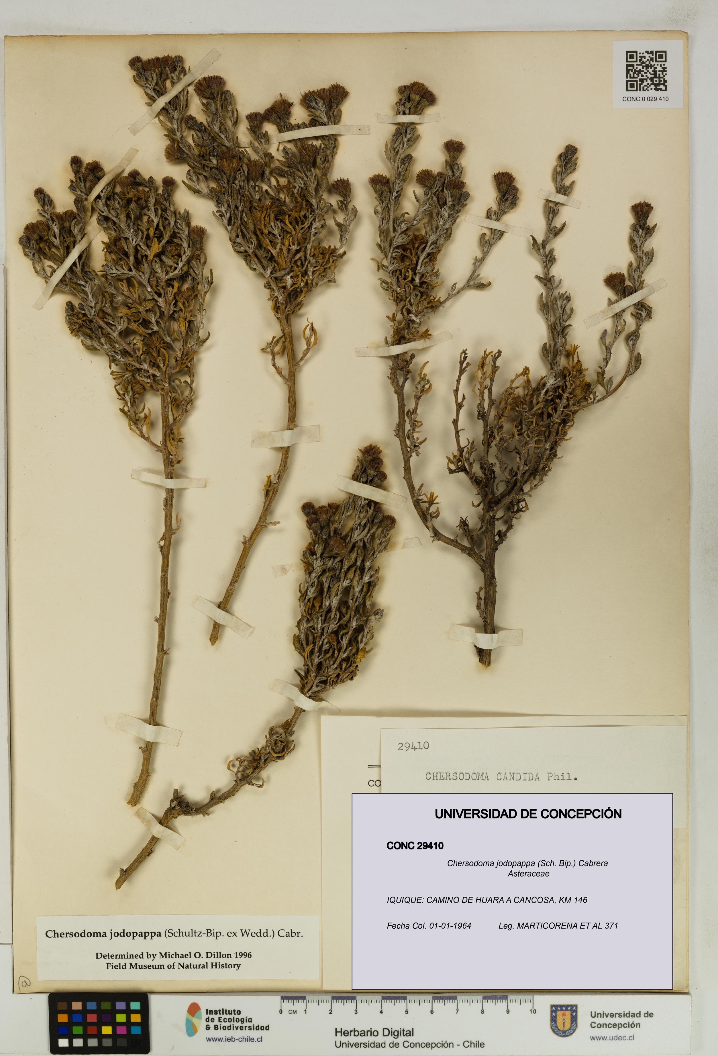 Chersodoma jodopappa [Espécimen: UDEC:CONC:0029410]