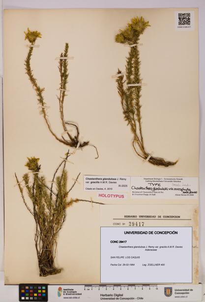 Chaetanthera glandulosa var. gracilis [Espécimen: UDEC:CONC:0029417]