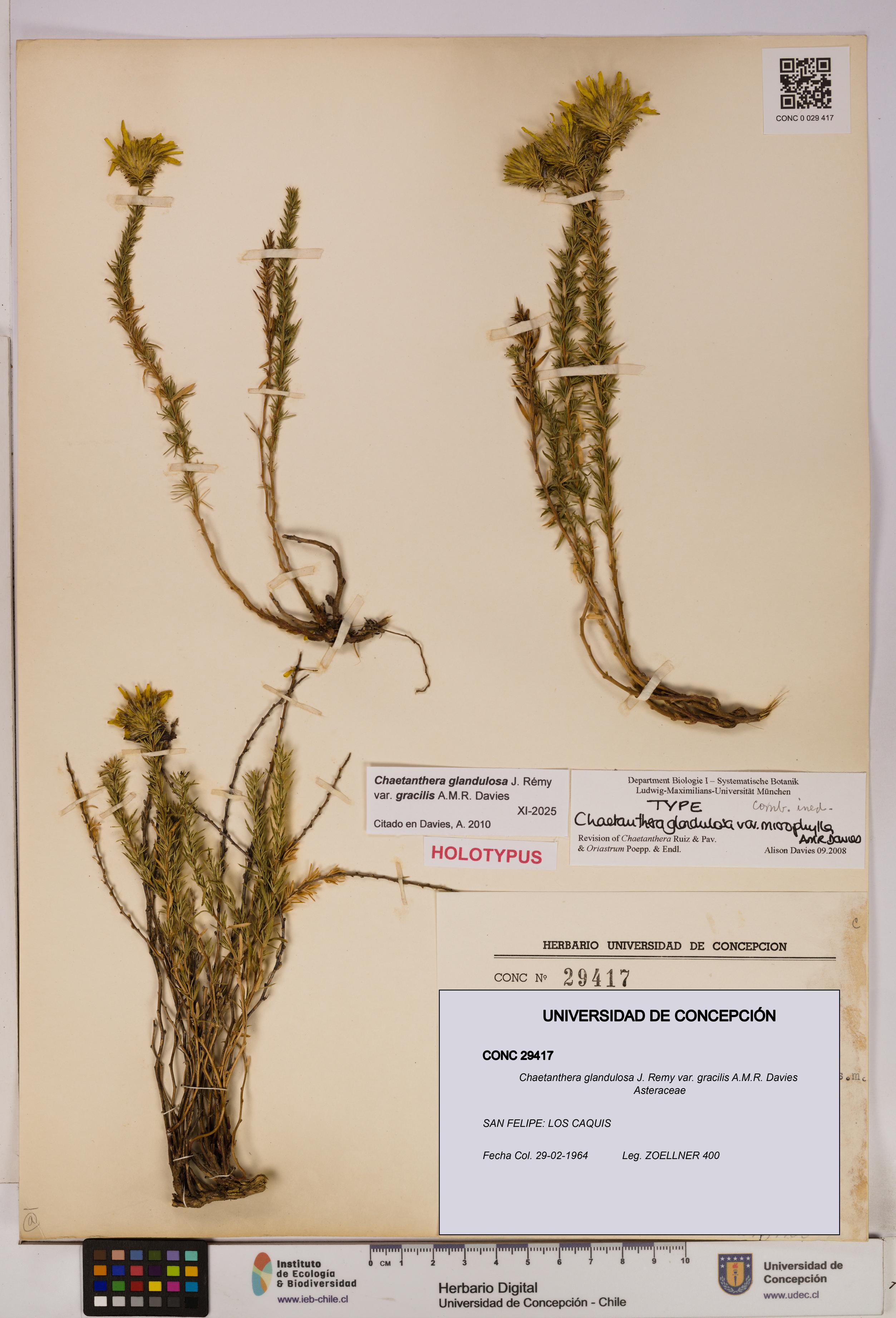 Chaetanthera glandulosa var. gracilis [Espécimen: UDEC:CONC:0029417]