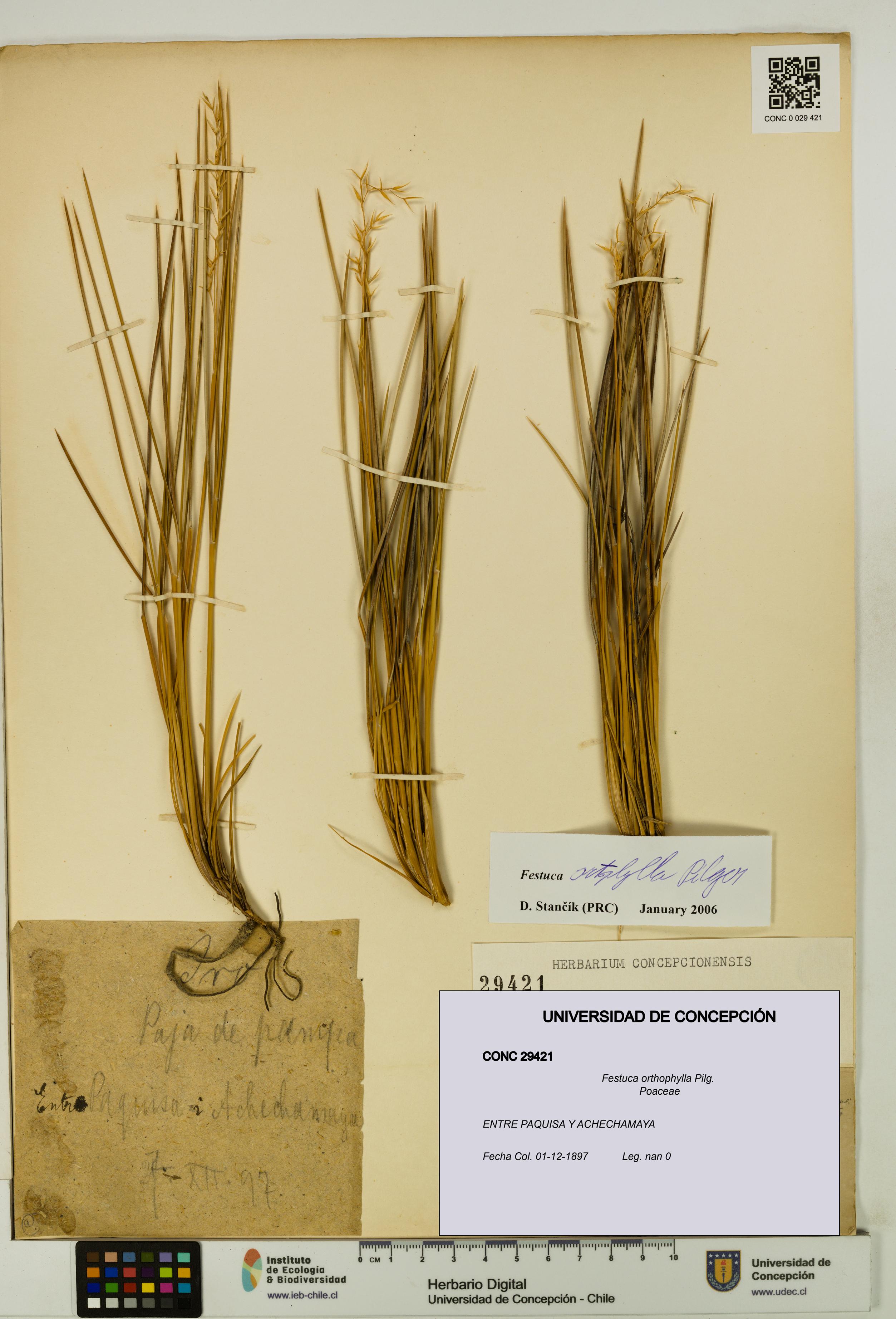 Festuca orthophylla [Espécimen: UDEC:CONC:0029421]