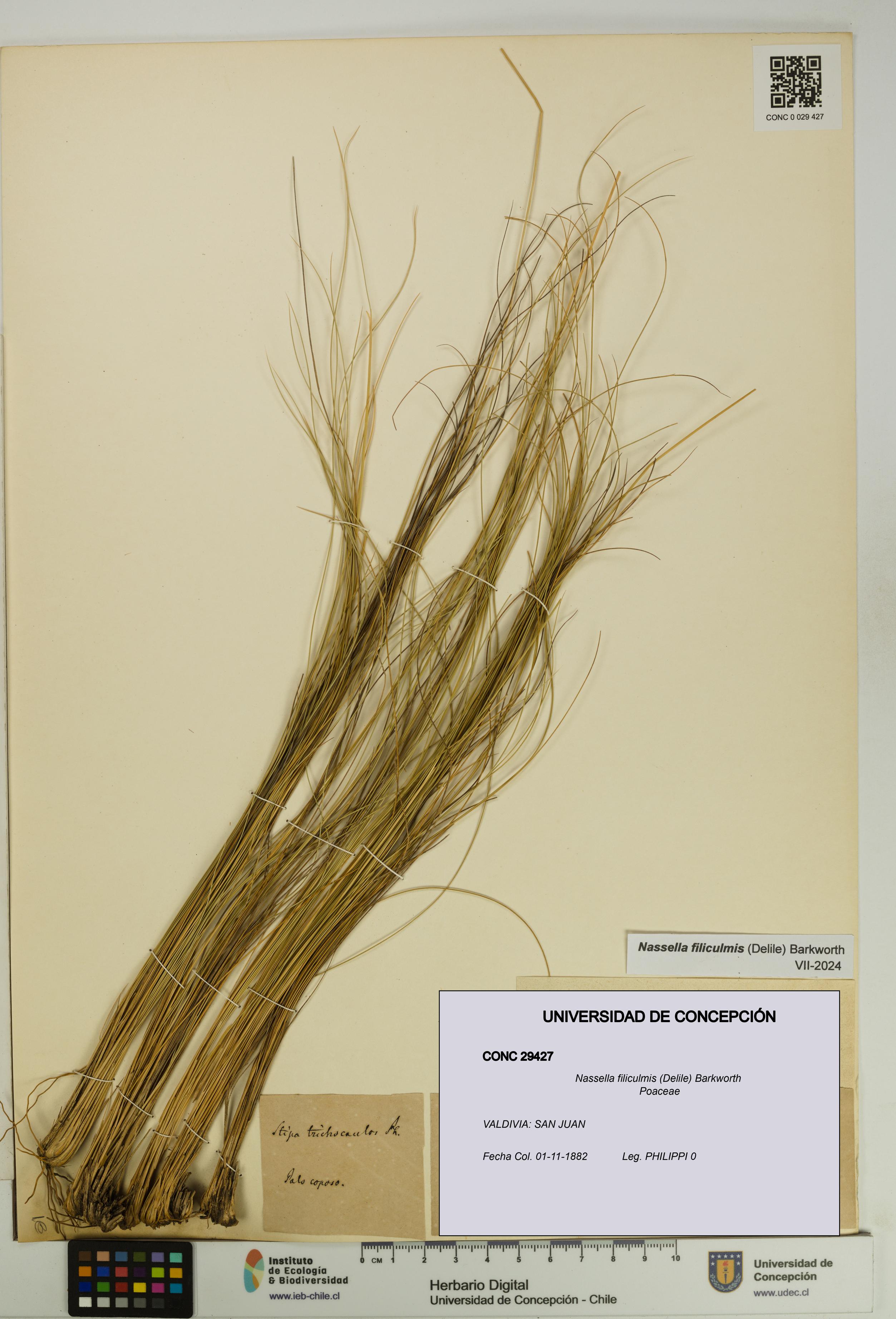 Nassella filiculmis [Espécimen: UDEC:CONC:0029427]