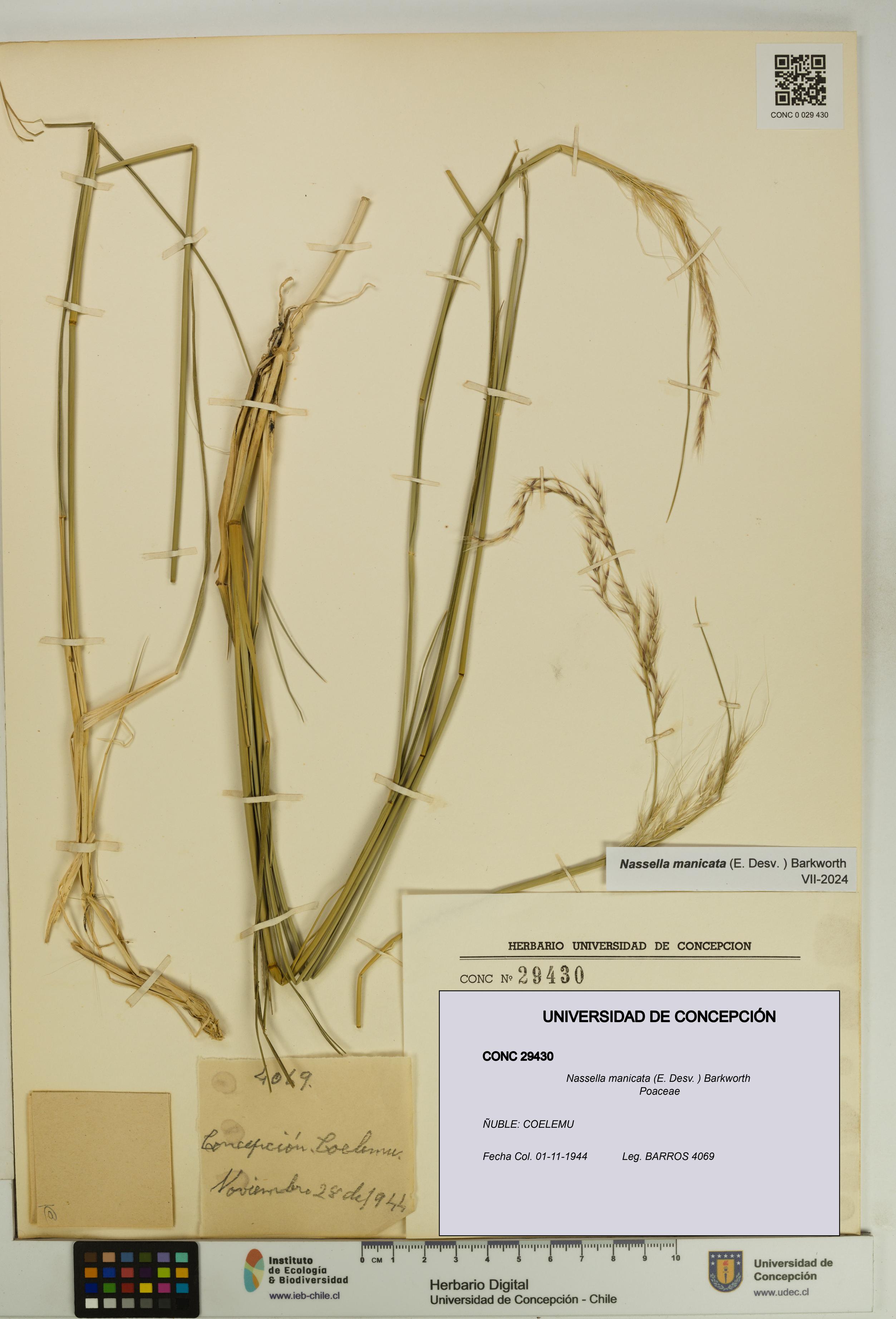 Nassella manicata [Espécimen: UDEC:CONC:0029430]