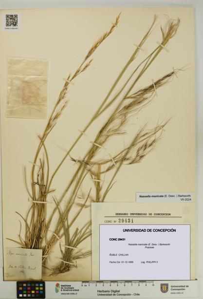 Nassella manicata [Espécimen: UDEC:CONC:0029431]