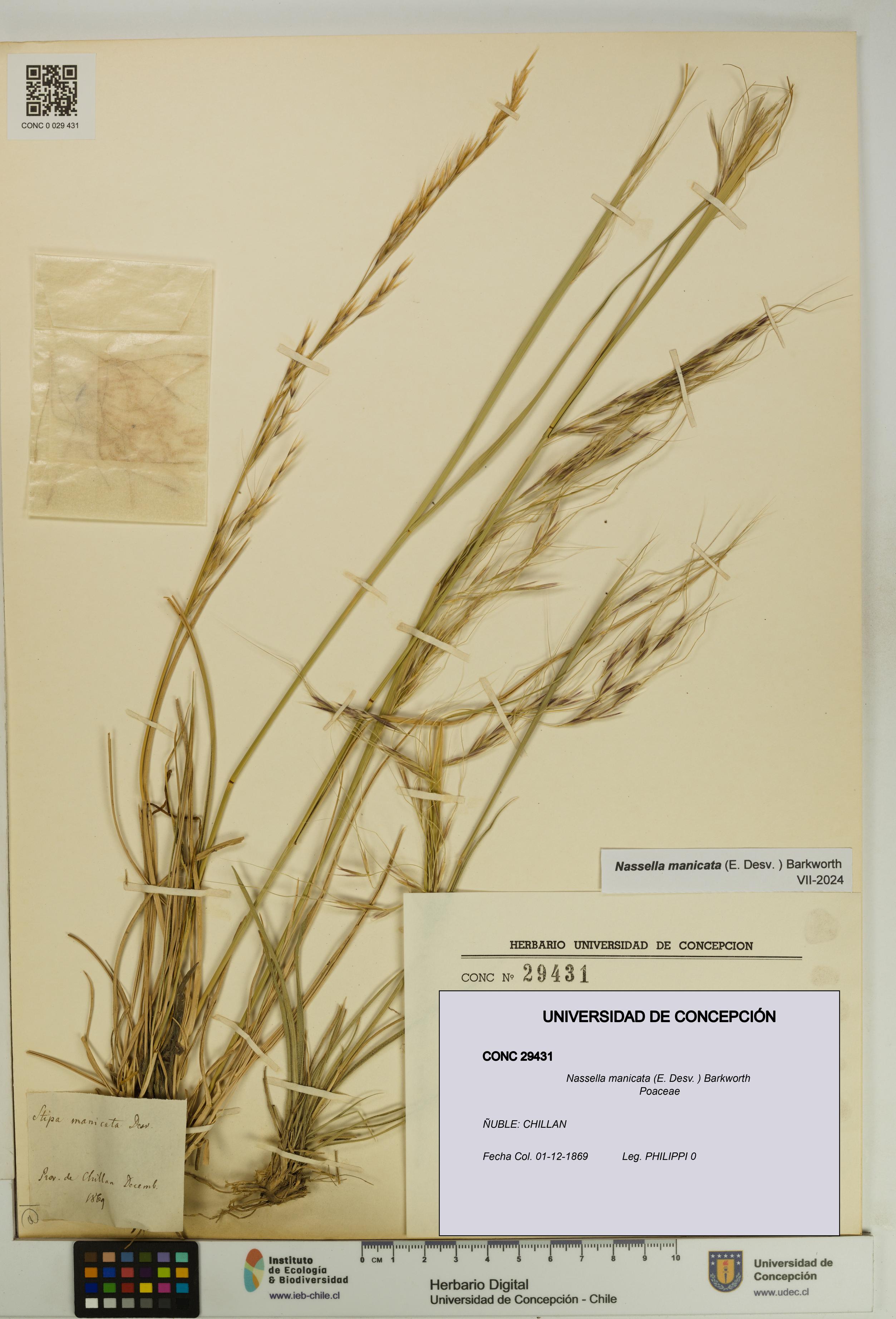 Nassella manicata [Espécimen: UDEC:CONC:0029431]