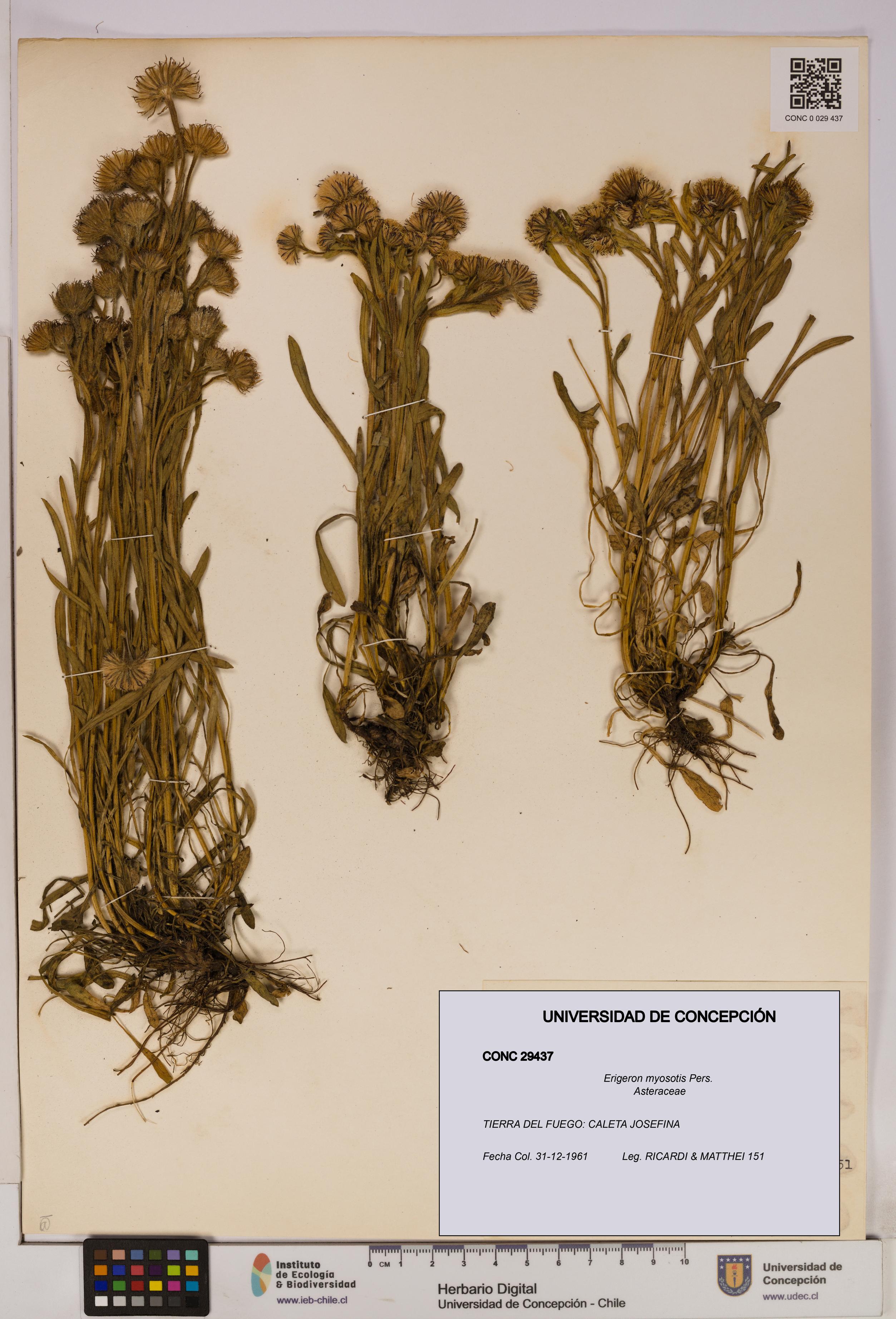 Erigeron myosotis [Espécimen: UDEC:CONC:0029437]