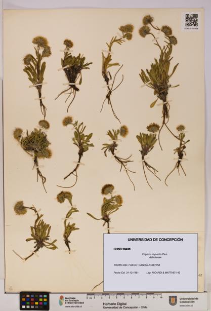 Erigeron myosotis [Espécimen: UDEC:CONC:0029438]
