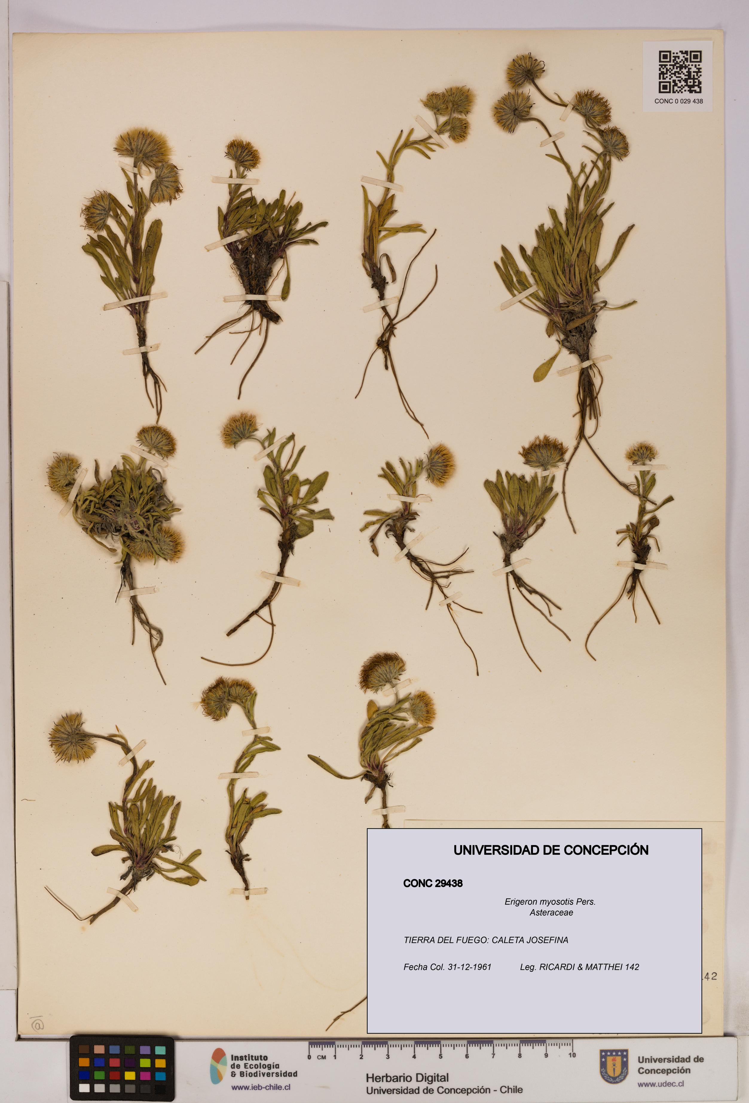 Erigeron myosotis [Espécimen: UDEC:CONC:0029438]