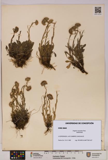 Erigeron myosotis [Espécimen: UDEC:CONC:0029440]