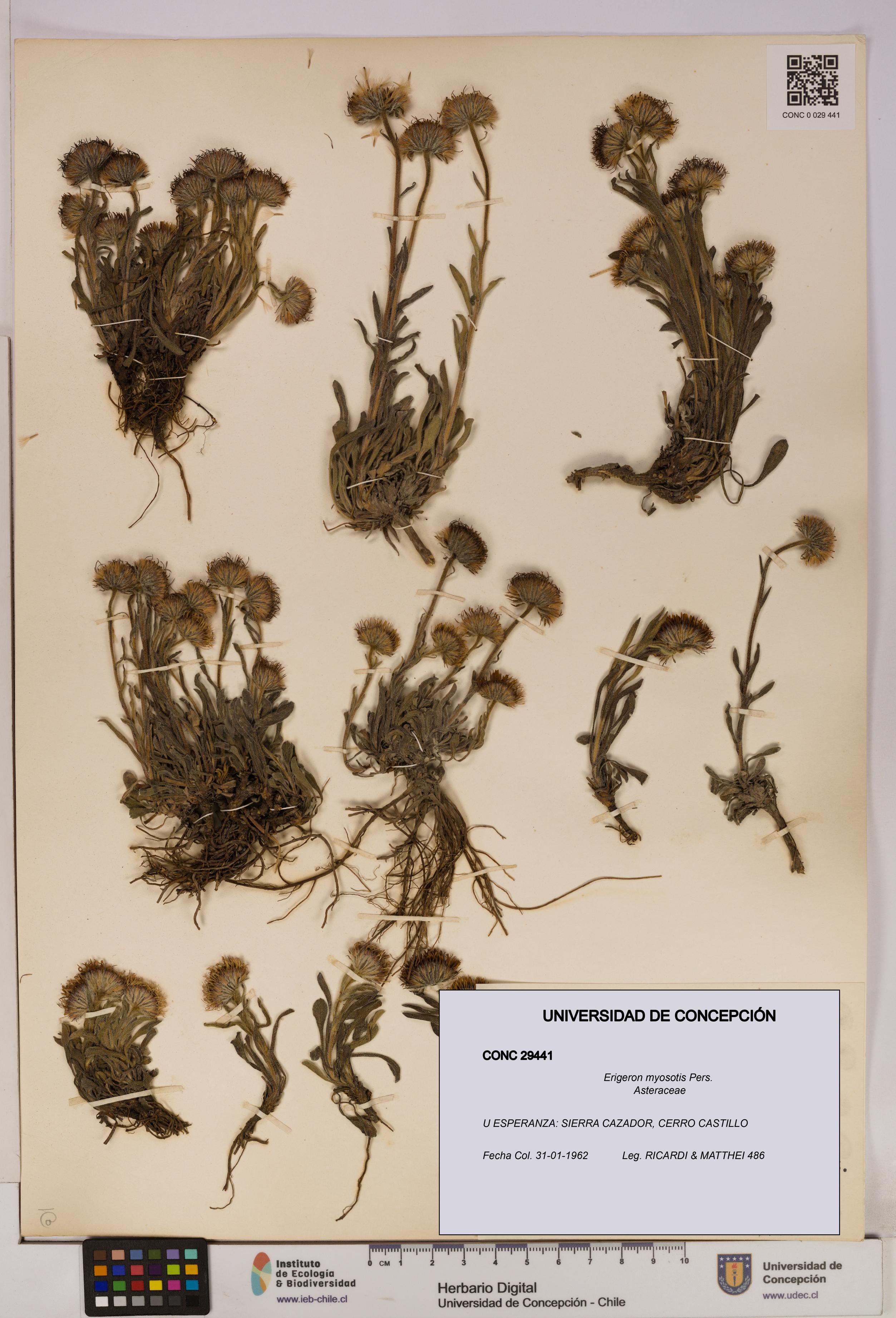 Erigeron myosotis [Espécimen: UDEC:CONC:0029441]