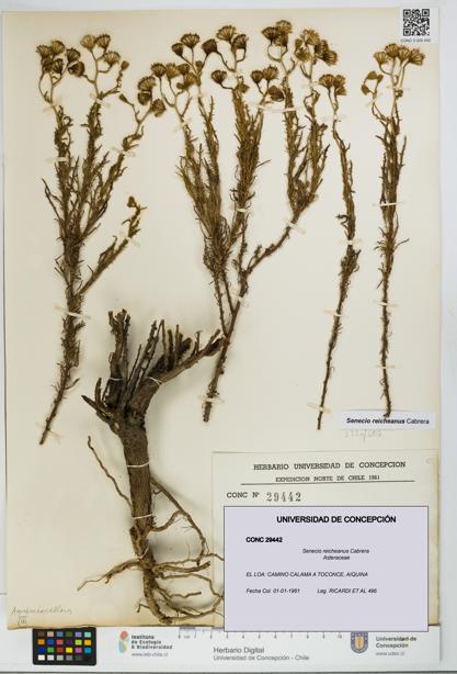 Senecio reicheanus [Espécimen: UDEC:CONC:0029442]