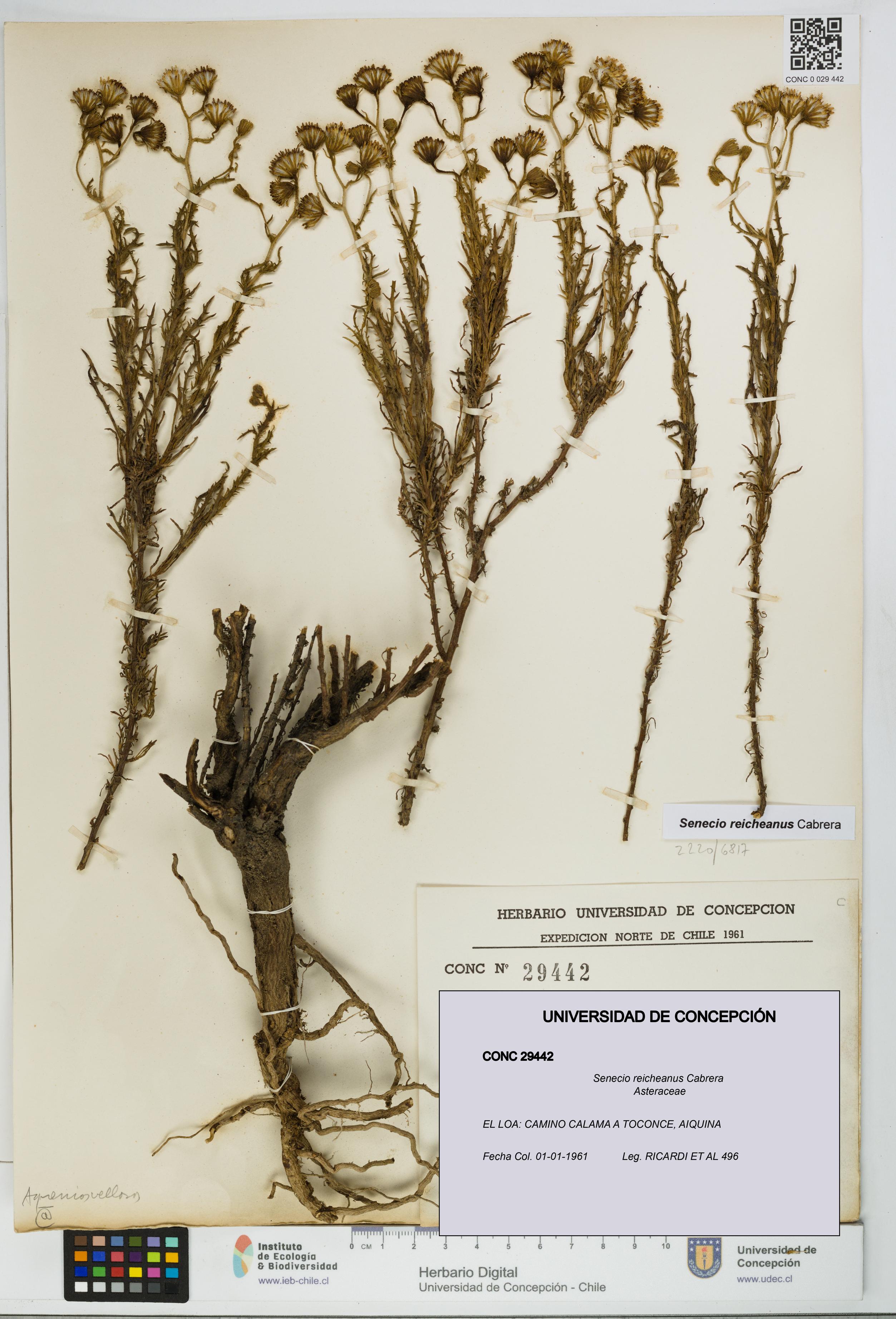 Senecio reicheanus [Espécimen: UDEC:CONC:0029442]