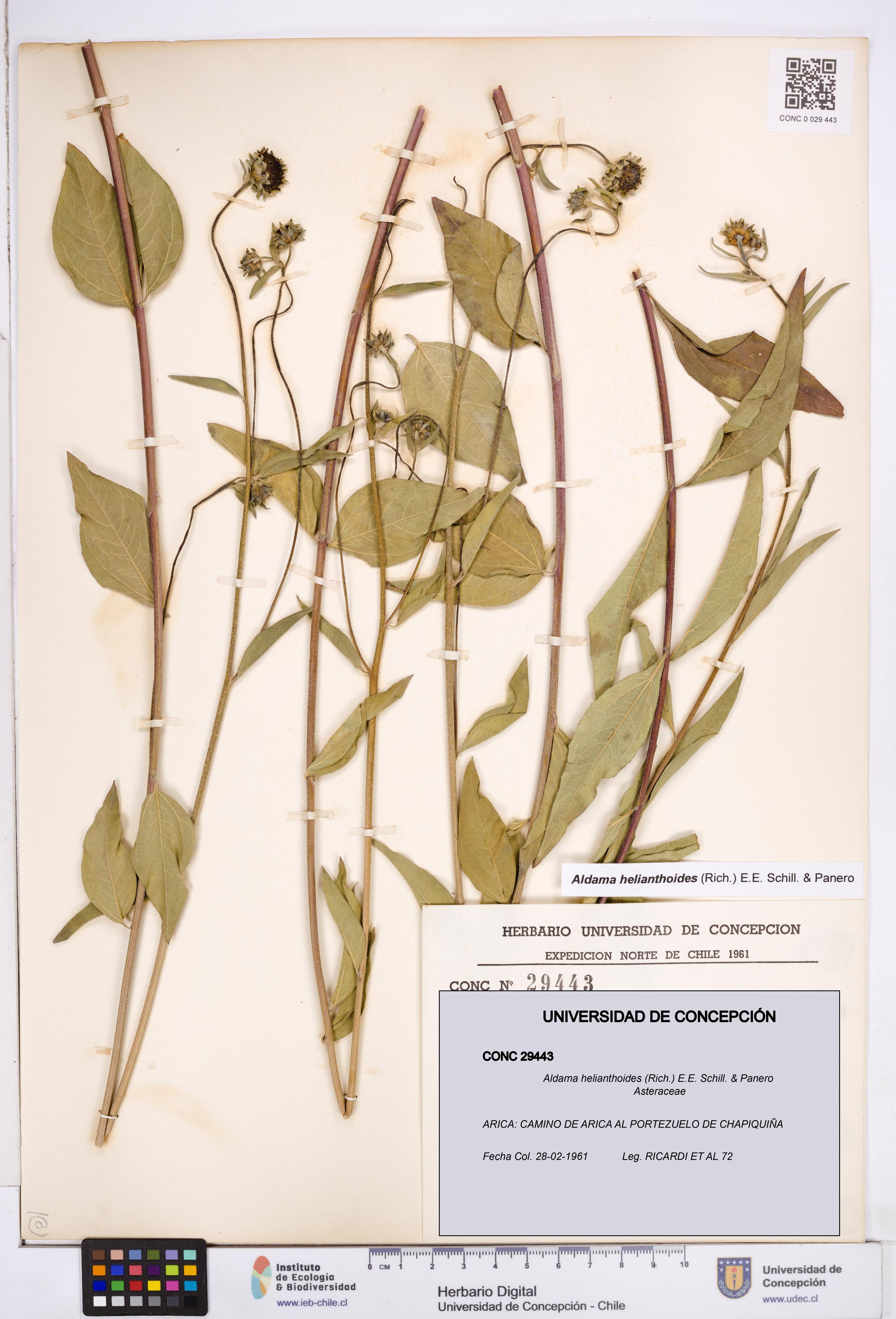Aldama helianthoides [Espécimen: ]
