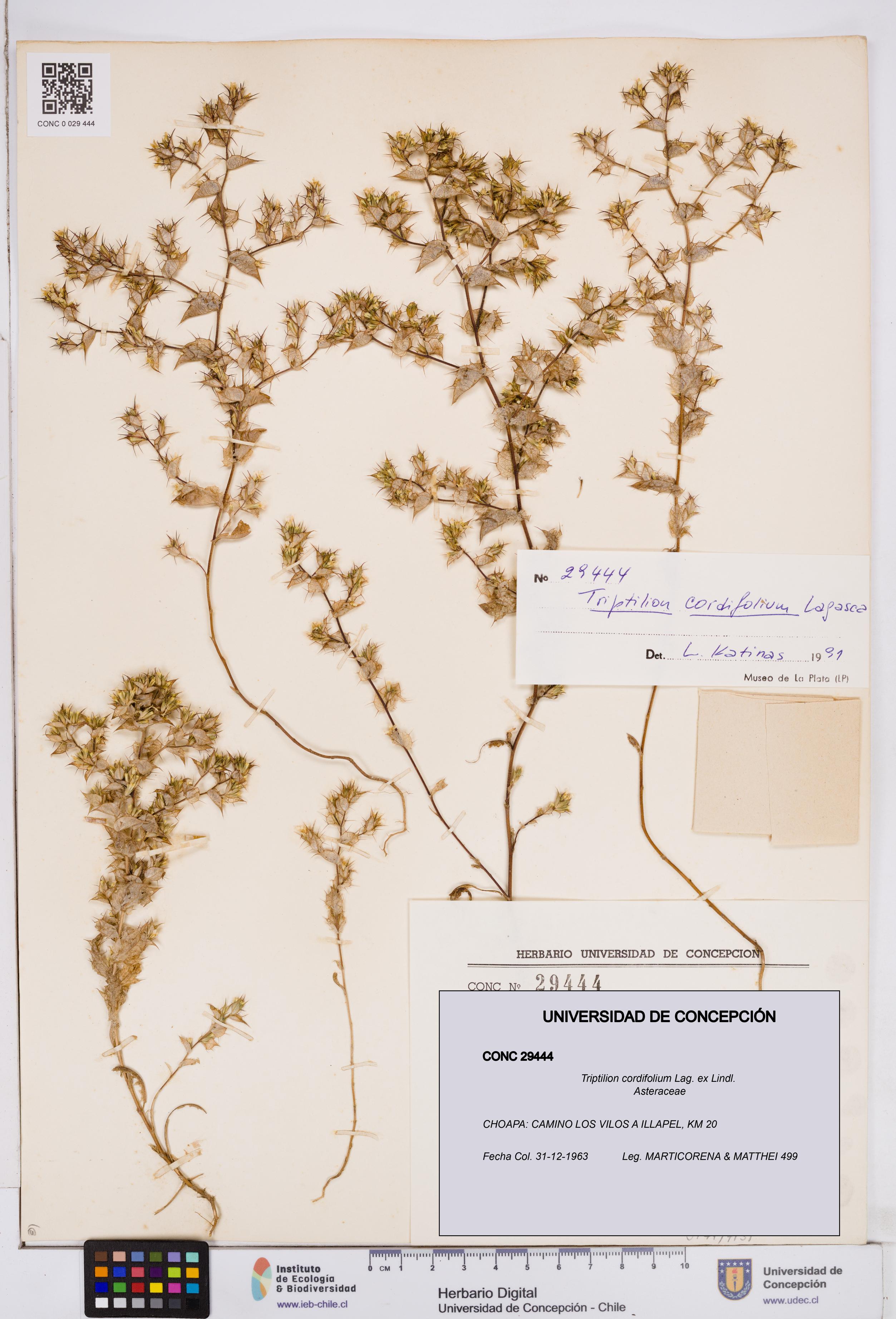 Triptilion cordifolium [Espécimen: ]