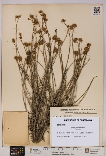 Erigeron fasciculatus [Espécimen: UDEC:CONC:0029445]
