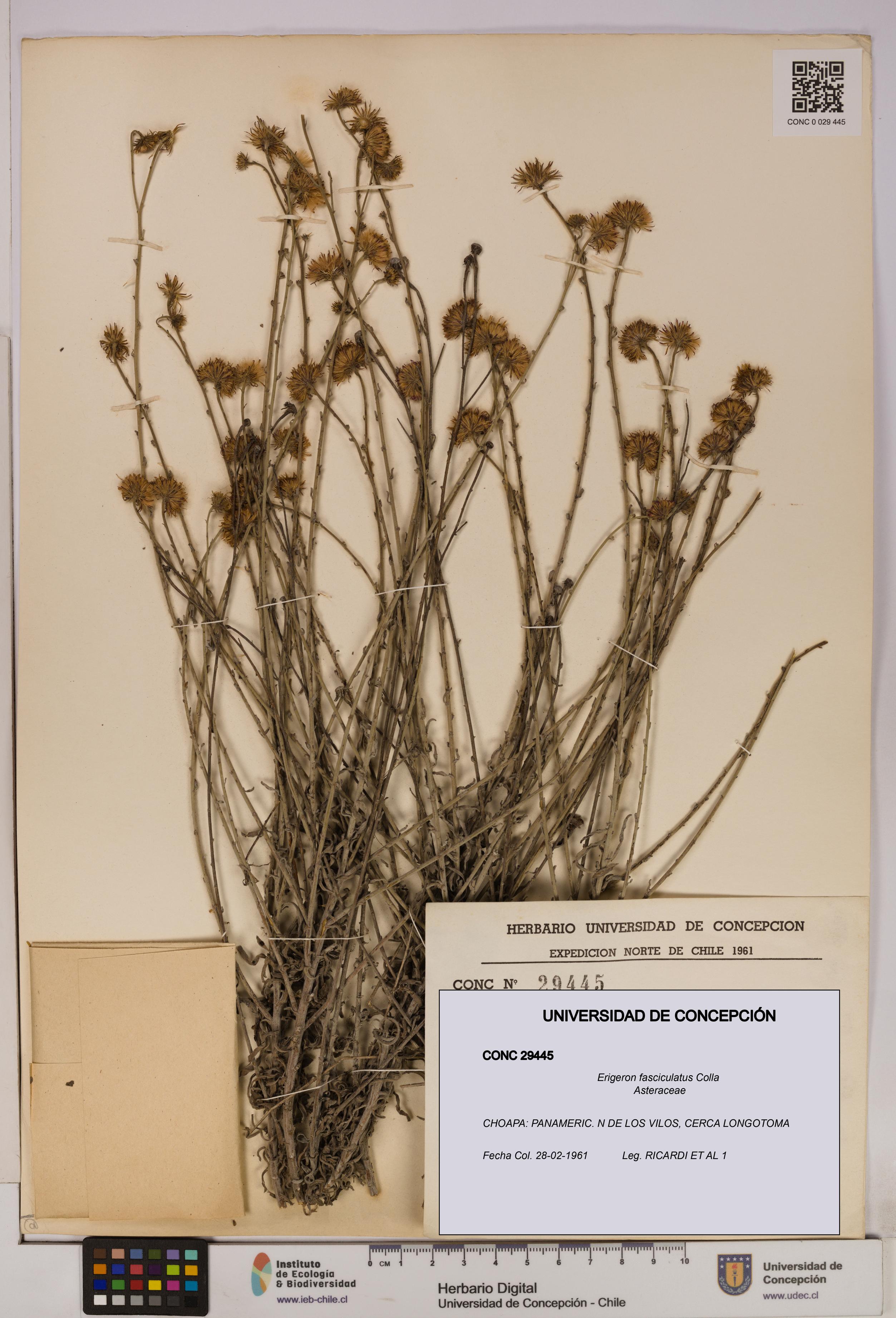 Erigeron fasciculatus [Espécimen: UDEC:CONC:0029445]
