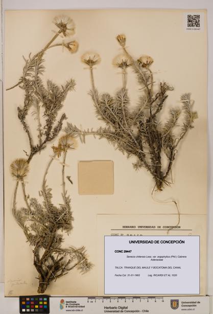 Senecio chilensis var. argophyllus [Espécimen: UDEC:CONC:0029447]