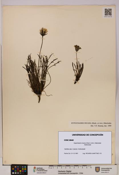 Hypochaeris incana [Espécimen: UDEC:CONC:0029448]