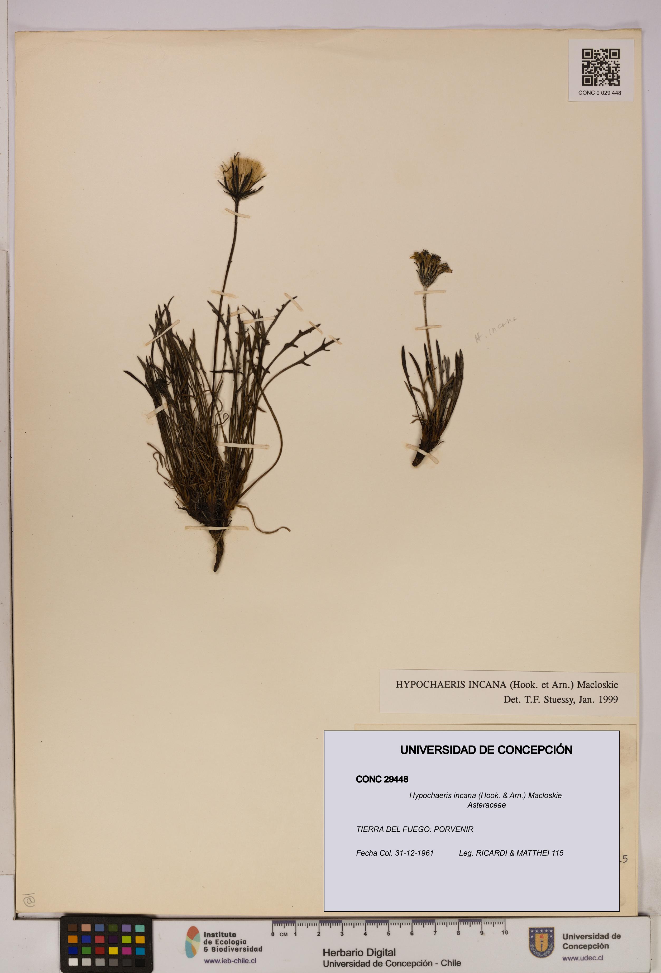 Hypochaeris incana [Espécimen: UDEC:CONC:0029448]