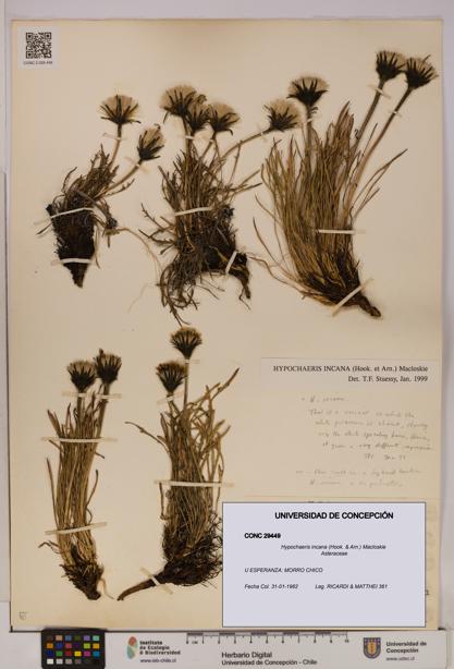 Hypochaeris incana [Espécimen: UDEC:CONC:0029449]