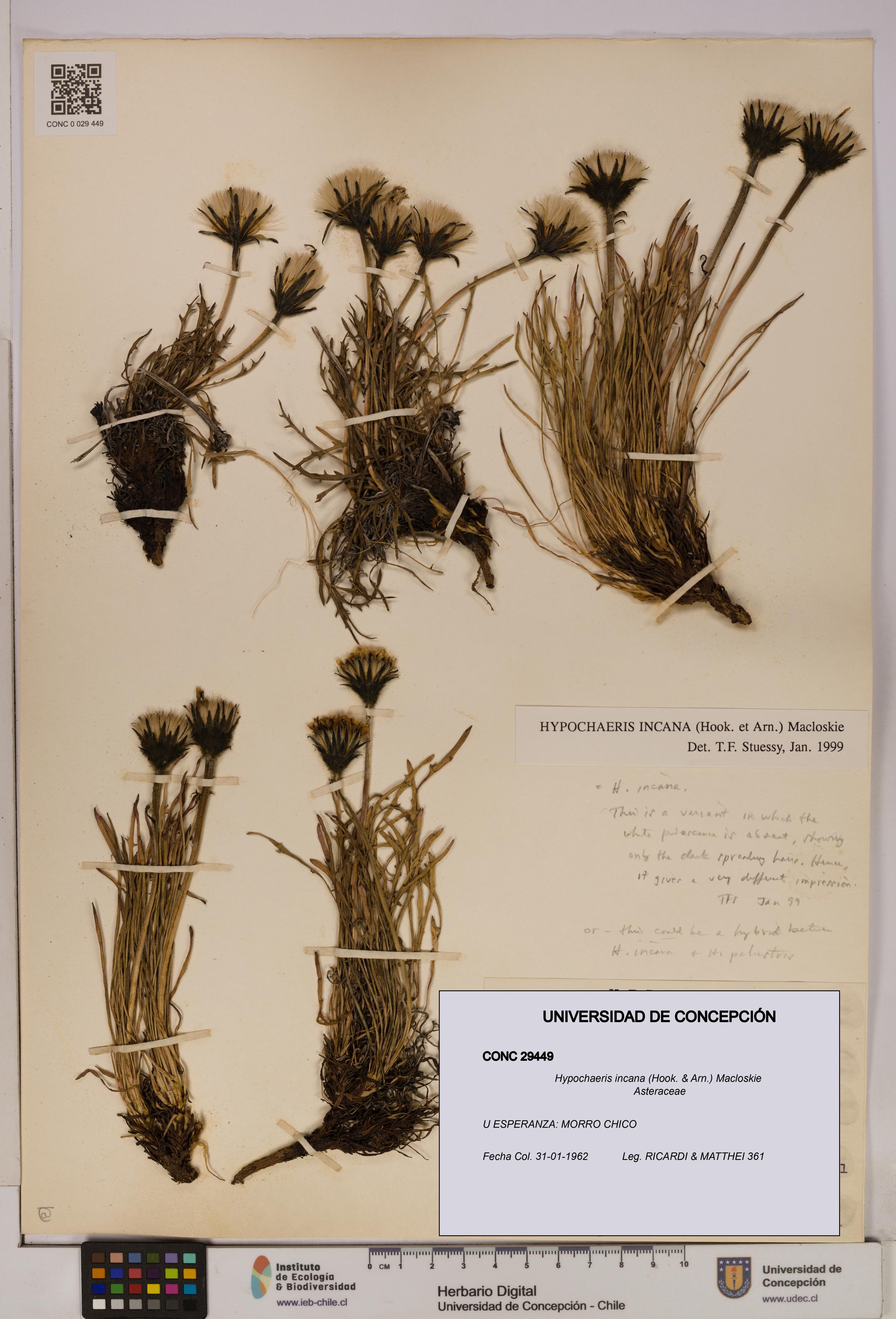 Hypochaeris incana [Espécimen: UDEC:CONC:0029449]