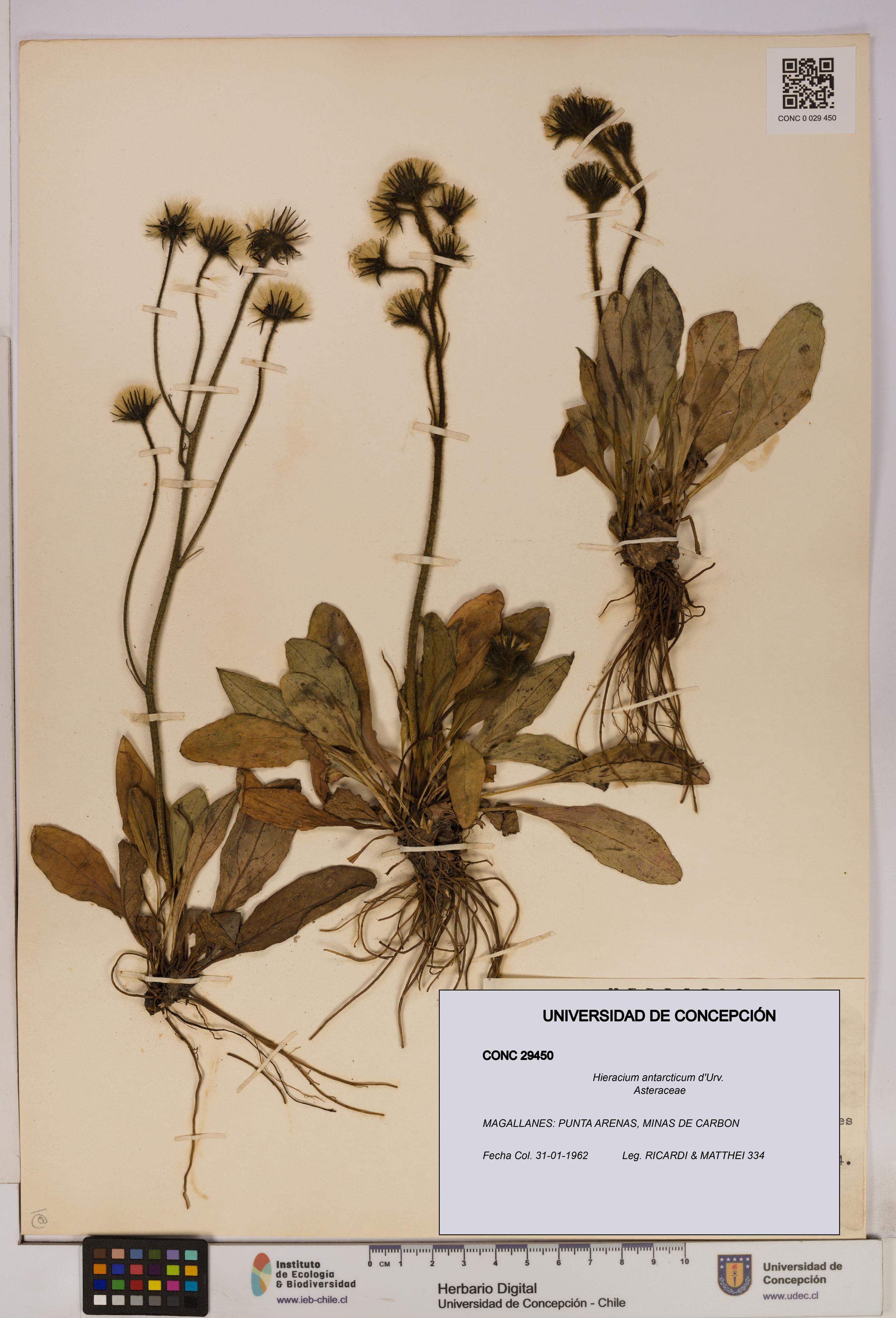 Hieracium antarcticum [Espécimen: UDEC:CONC:0029450]