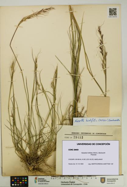 Nassella hirtifolia [Espécimen: UDEC:CONC:0029453]