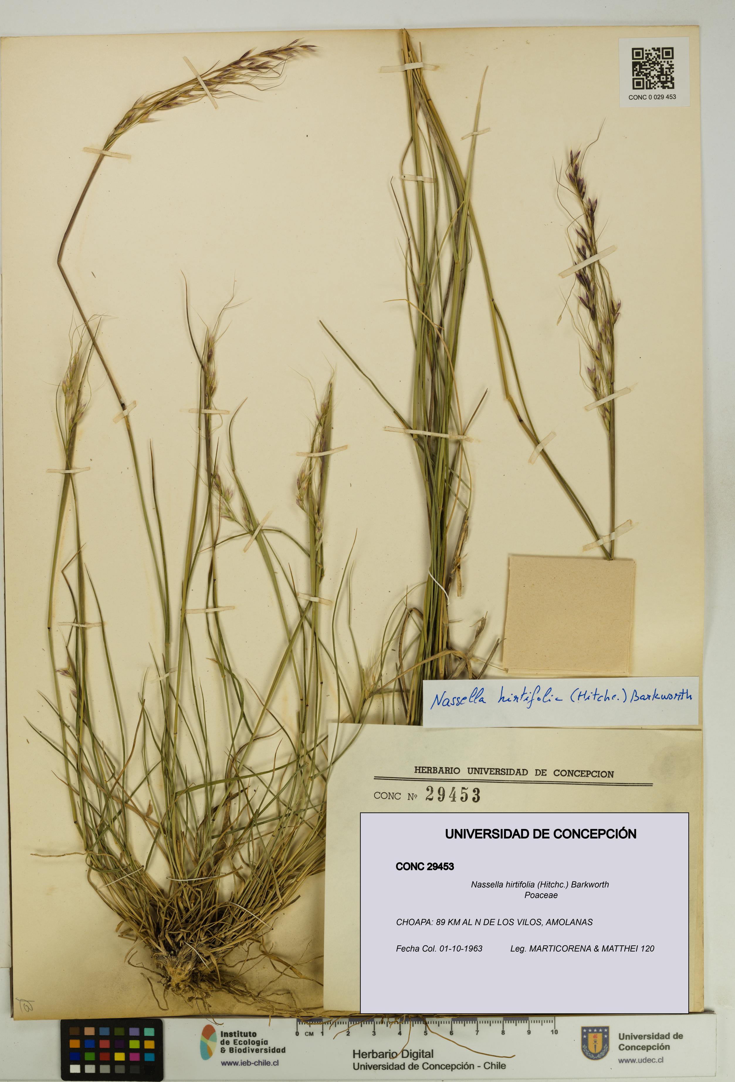Nassella hirtifolia [Espécimen: UDEC:CONC:0029453]