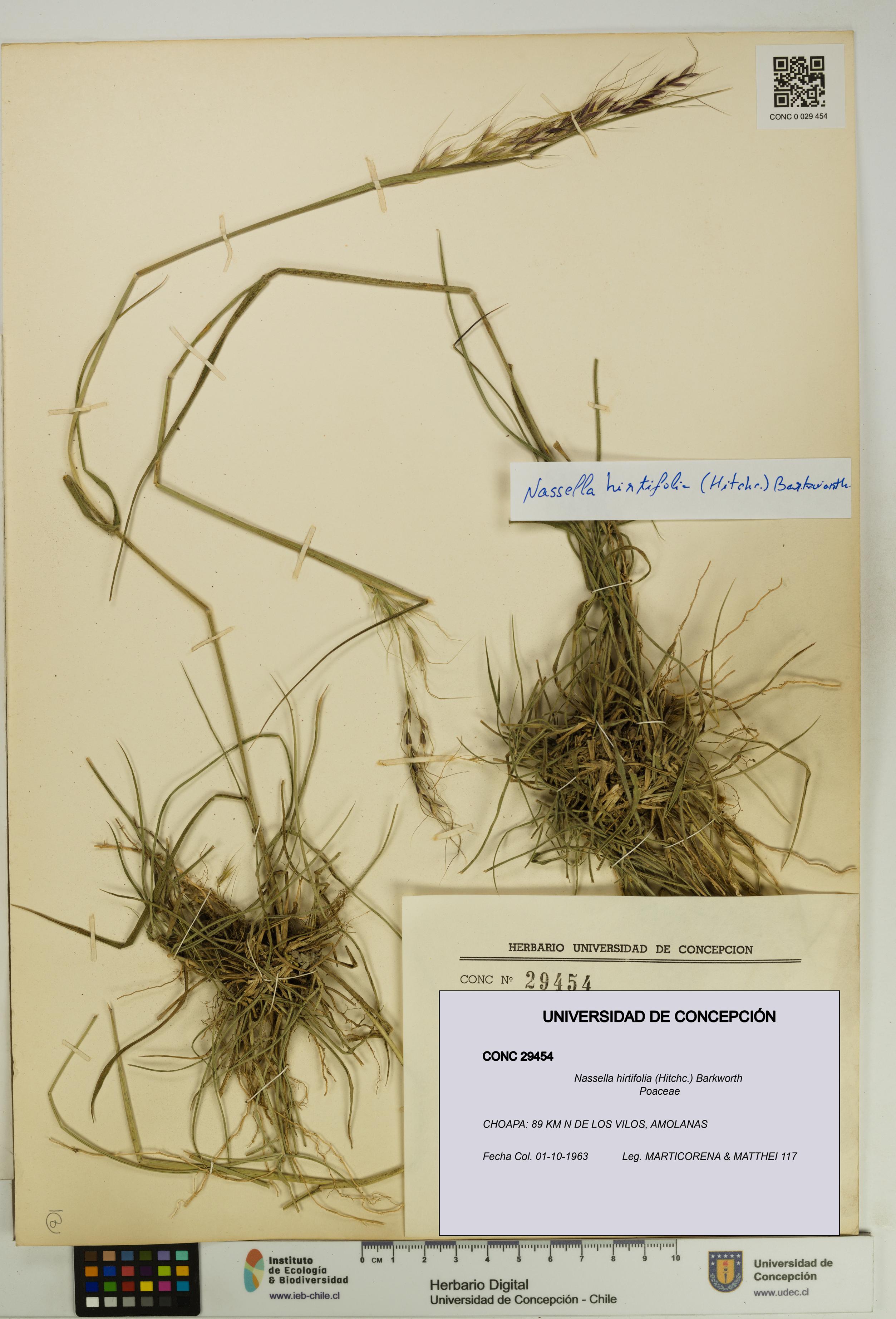 Nassella hirtifolia [Espécimen: UDEC:CONC:0029454]