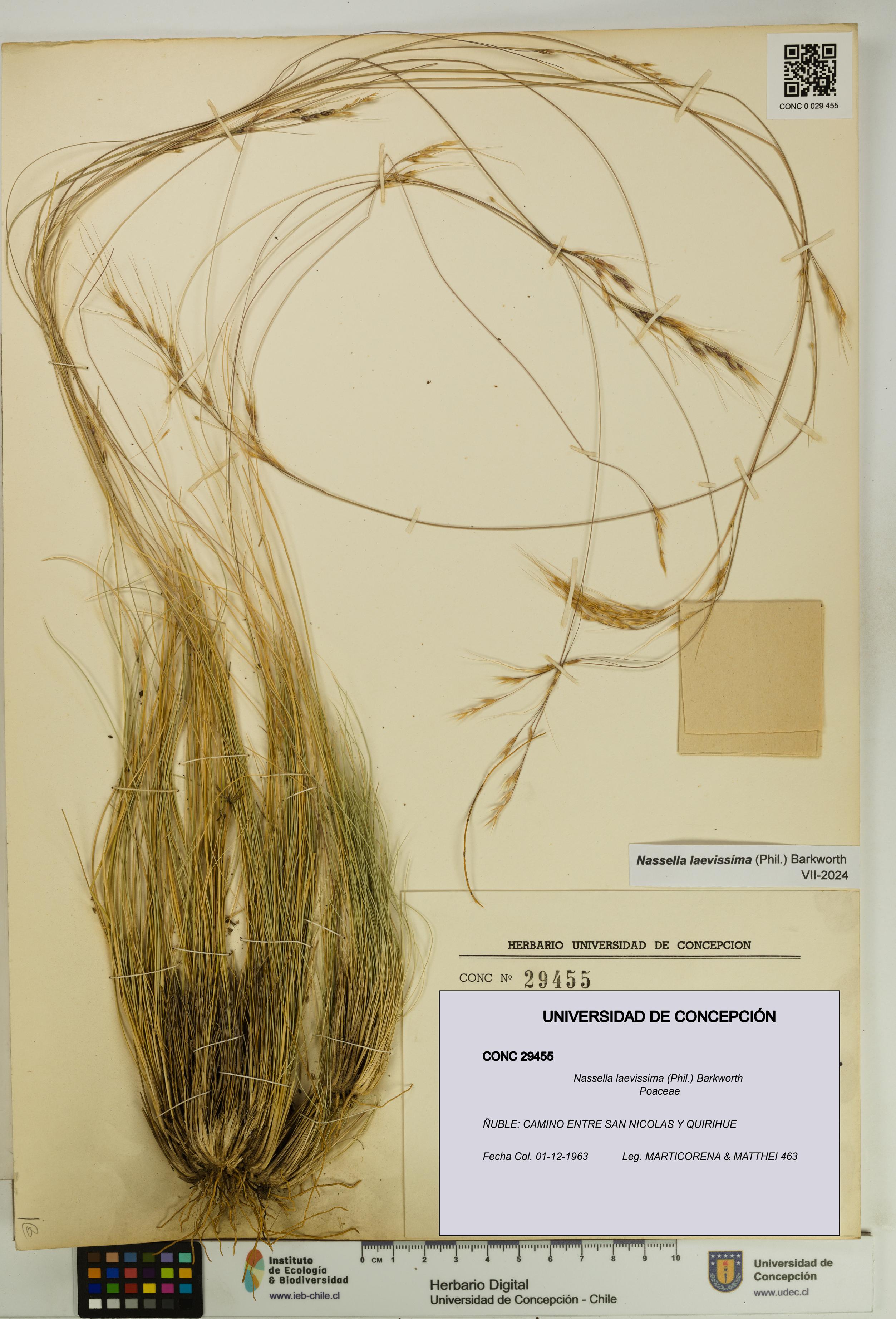 Nassella laevissima [Espécimen: UDEC:CONC:0029455]