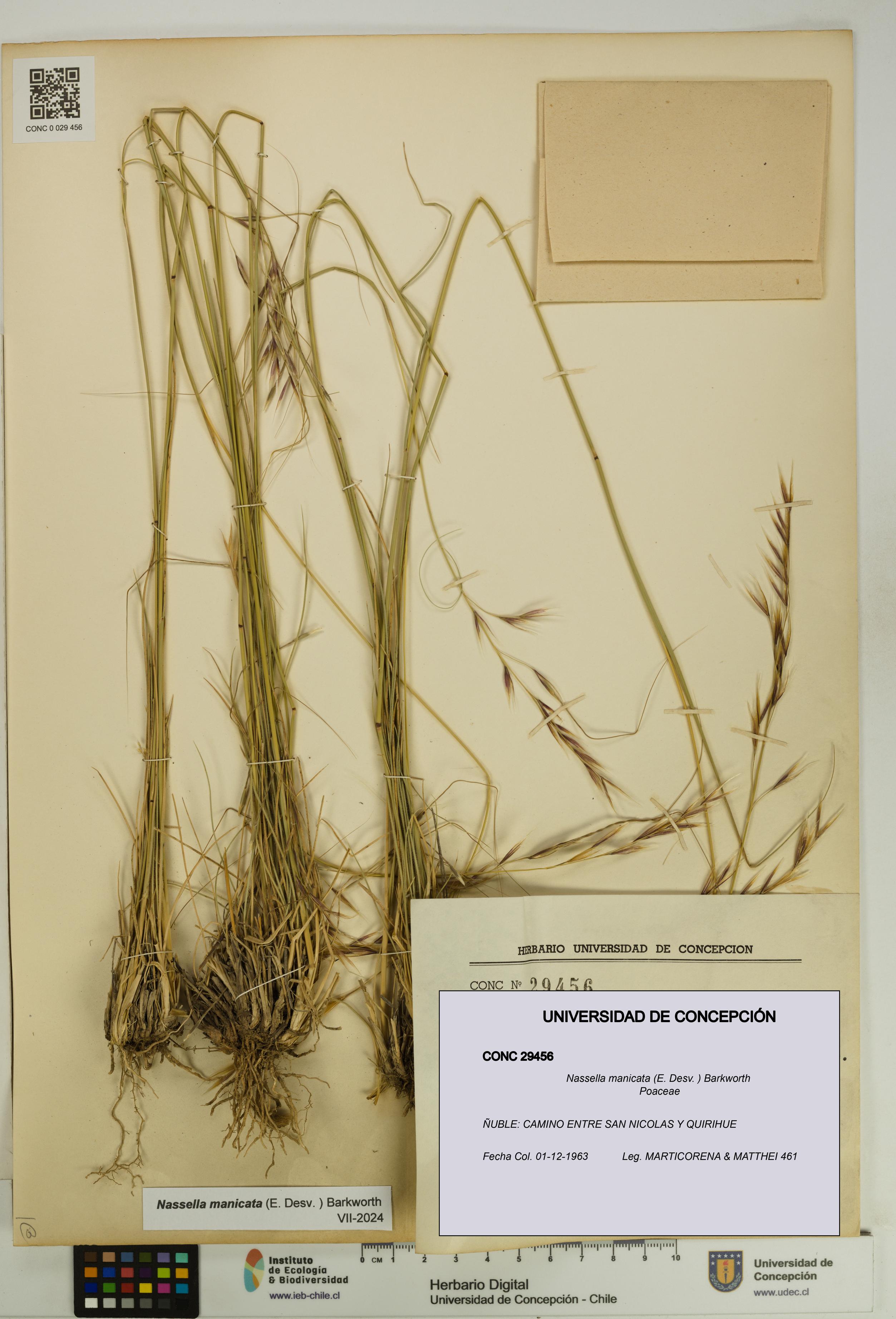 Nassella manicata [Espécimen: UDEC:CONC:0029456]