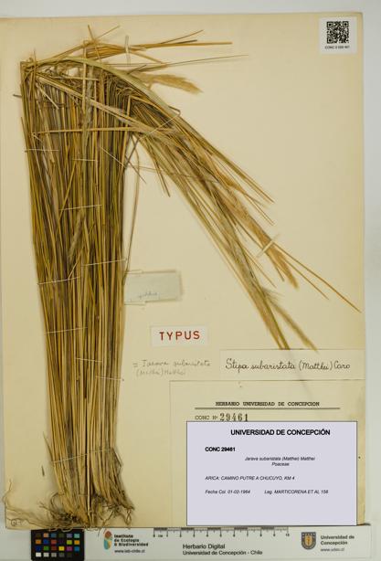 Jarava subaristata [Espécimen: UDEC:CONC:0029461]