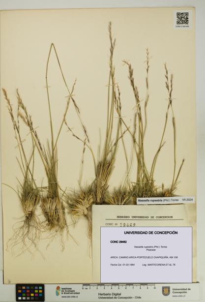 Nassella rupestris [Espécimen: UDEC:CONC:0029462]